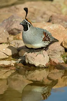 Gambelii: Gambel's Quail (Callipepla gambelii) male