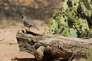 Gambelii: Gambel's Quail (Callipepla gambelii) male