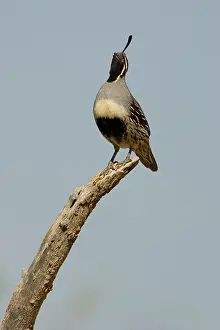 Gambelii: Gambel's Quail (Callipepla gambelii) male