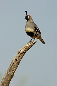 Gambelii: Gambel's Quail (Callipepla gambelii) male