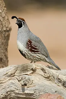 Gambelii: Gambel's Quail (Callipepla gambelii) male