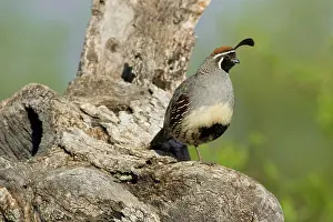 Gambelii: Gambel's Quail (Callipepla gambelii) male
