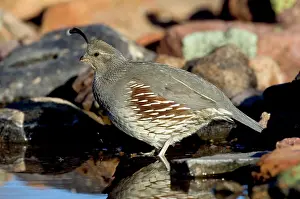 Quail: Gambel's Quail (Callipepla gambelli)