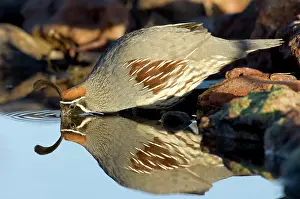 Quail: Gambel's Quail (Callipepla gambelli) drinking