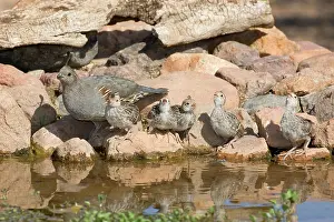 Quail: Gambel's Quail with chicks