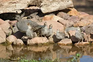 Quail: Gambel's Quail with chicks