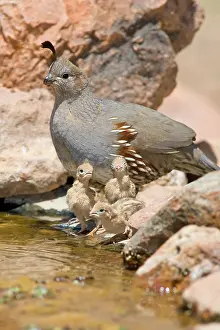 Quail: Gambel's Quail with chicks