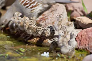 Quail: Gambel's Quail chicks