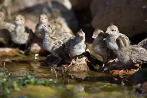 Quail: Gambel's Quail chicks