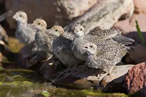 Quail: Gambel's Quail chicks