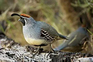 Cholla: Gambel's Quail - On cholla cactus