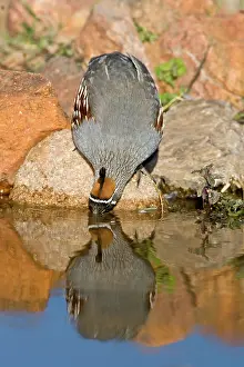 Quail: Gambel's Quail drinking