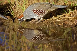 Quails: Gambel's Quail - drinking from temporary pool