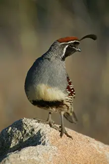 Gambelii: Gambel's Quail - Male