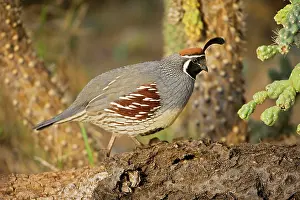 Quails: Gambel's Quail - Male