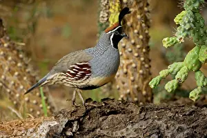 Quails: Gambel's Quail - Male