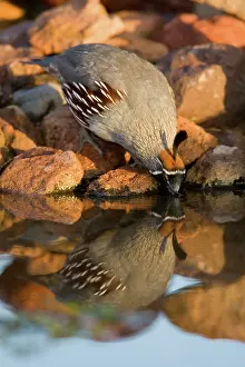 Gambelii: Gambel's Quail male drinking