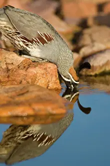 Gambelii: Gambel's Quail male drinking