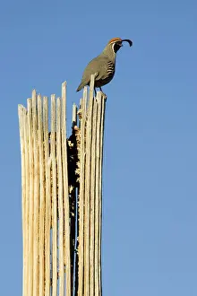 Quails: Gambel's Quail - Male in the evening on a dead