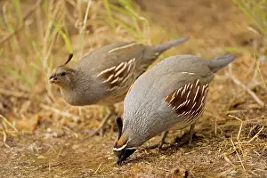 Quails: Gambel's Quail - Male and female