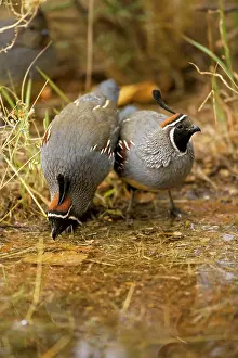 Quails: Gambel's Quail - Males - Drinking at pond