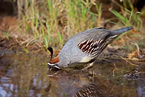 Quails: Gambel's Quail - Replaces the California Quail