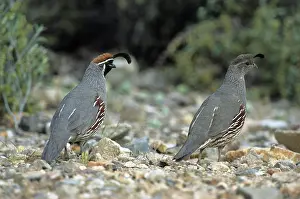 Quails: Gambel's Quails