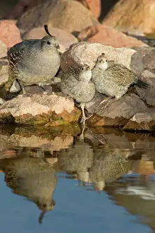 Quails: Gambel's Quails with chick