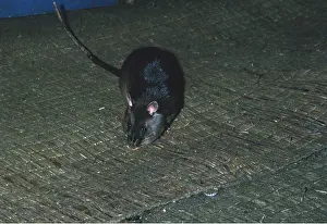 Rats: GAMBIAN RAT