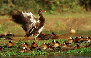 Gambensis: Gambian Spur-Winged Geese