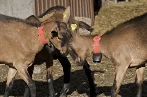 Book: Game between bullying Goats head against head Savoy