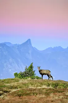 Goat: Gamse, Gemse, Rupicapra Rupikapra, Alpine Chamois