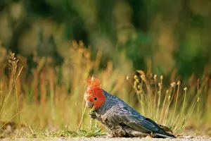 Fimbriatum: Gang-Gang COCKATOO