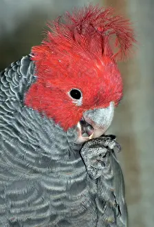 Fimbriatum: Gang-gang Cockatoo