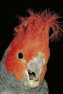 Crests: Gang-Gang cockatoo (Callocephalon fimbriatum)