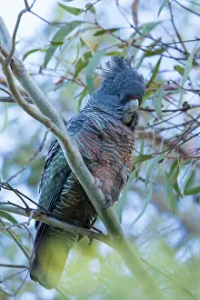 Fimbriatum: Gang Gang Cockatoo Female