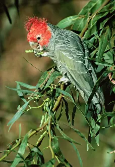 Fimbriatum: Gang-gang COCKATOO - male feeding on seed pods