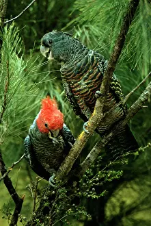 Fimbriatum: Gang-gang Cockatoo - Male and female in tree