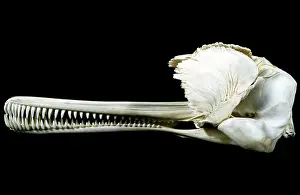 Ganges: Ganges Dolphin Skull