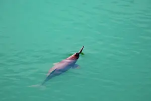 Dolphin: gangetic dolphin