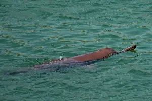 Dolphin: gangetic dolphin