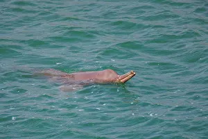 Bardya: gangetic dolphin