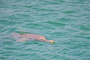 Bardya: gangetic dolphin