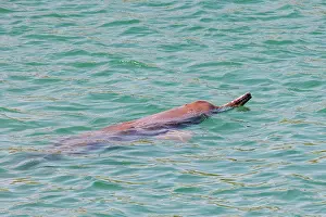 Bardya: gangetic dolphin