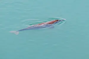 Bardya: gangetic dolphin