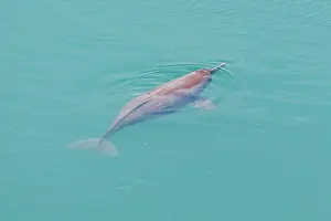 Bardya: gangetic dolphin