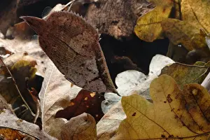 Mimesises: Gangetic leaffish