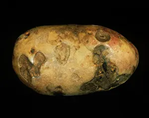Exigua: Gangrene symptoms on potato