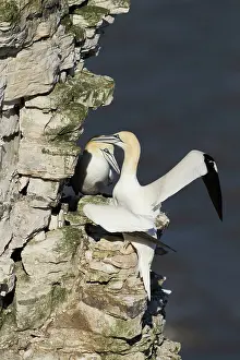 Bempton: Gannet