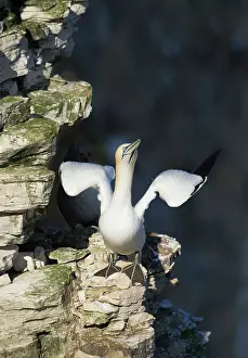 Bempton: Gannet
